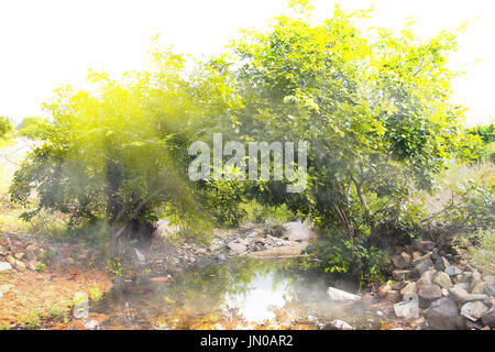Piercing rays of sun. Tropical southern sun. Bush on Deccan plateau, on ...