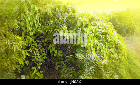 Piercing rays of sun. Tropical southern sun. Bush on Deccan plateau, on ...