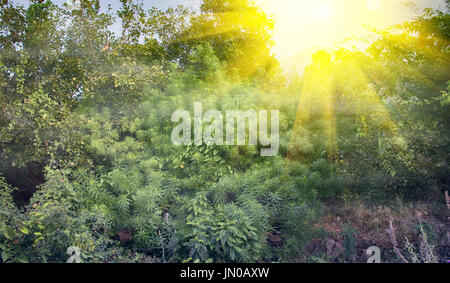 Piercing rays of sun. Tropical southern sun. Bush on Deccan plateau, on ...