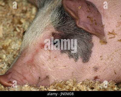 Piglet laying in sawdust Stock Photo