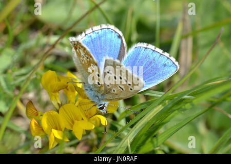 Male Adonis blue butterfly, Polyommatus Bellargus, a rare UK butterfly, on Lardon Chase near Streatley, nectaring on Kidney Vetch Stock Photo