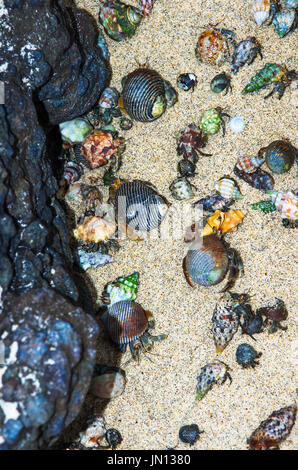 Image of hermit crabs on a beach on coiba island national nature park in Panama Stock Photo