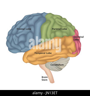 Brain anatomy. Human brain lateral view. Illustration isolated on white background. Stock Photo