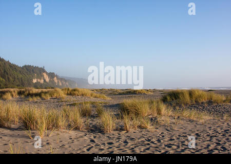 beach grass and sand in gold bluffs beach california Stock Photo
