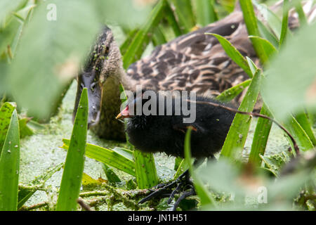 Melton Mowbray 29th July 2017: Clouds, wildlife and a photographer with young moor hen chicks. Credit: Clifford Norton/Alamy Live News Stock Photo