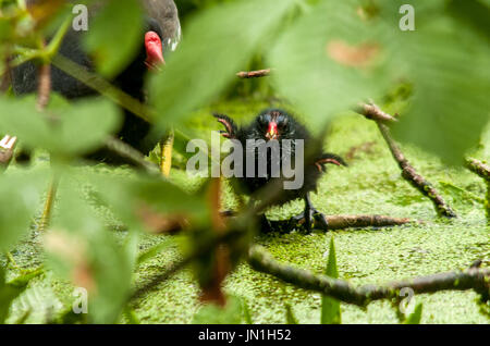 Melton Mowbray 29th July 2017: Clouds, wildlife and a photographer with young moor hen chicks. Credit: Clifford Norton/Alamy Live News Stock Photo
