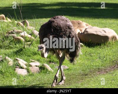 Ostrick walking on path with rocks in background Stock Photo