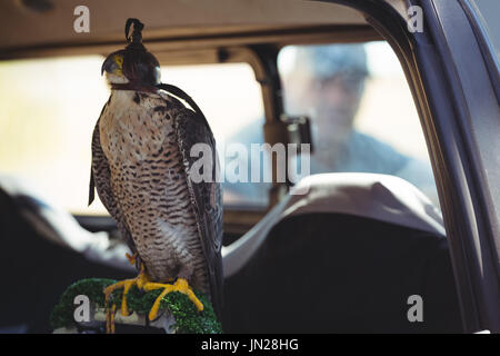Close up of sparrowhawk in car with man in background Stock Photo