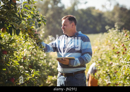 Farmer using digital tablet while inspecting apple tree in apple orchard Stock Photo