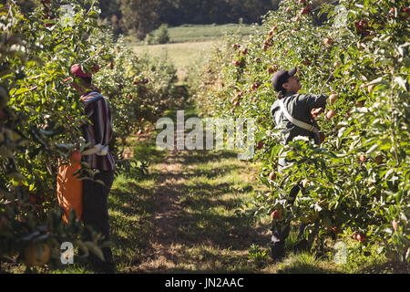 Farmers collecting apples in apple orchard on a sunny day Stock Photo