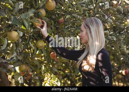 Female farmer looking at apple tree Stock Photo