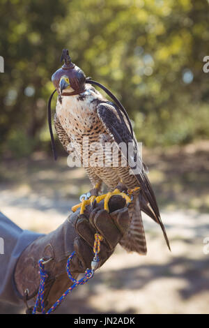Close up of sparrowhawk on falcon hand wearing glove Stock Photo