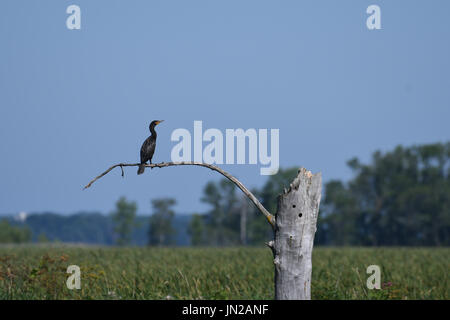 Lone Double crested Cormorant on branch Stock Photo