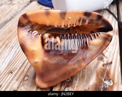 Live king helmet (Cassis tuberosa) showing the smooth underside and snail withdrawn but visible. Caught and released at Rendezvous Bay, Anguilla, BWI. Stock Photo