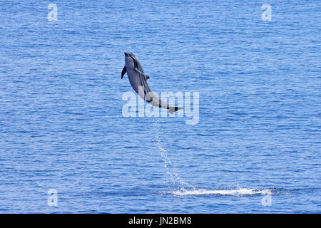 Striped Dolphin (Stenella coeruleoalba) breaching in the Indian Ocean Stock Photo