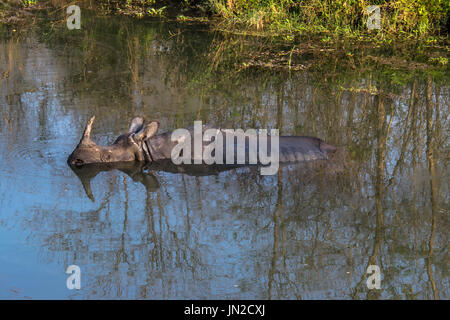 Rhinoceros in Chitwan National Park, Nepal Stock Photo