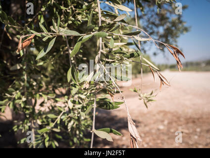 Olive trees infected by the dreaded bacteria called Xylella fastidiosa, is known in Europe as the ebola of the olive tree, Jaen, Andalucia, Spain Stock Photo