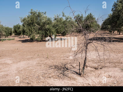 Olive trees infected by the dreaded bacteria called Xylella fastidiosa, is known in Europe as the ebola of the olive tree, Jaen, Andalucia, Spain Stock Photo