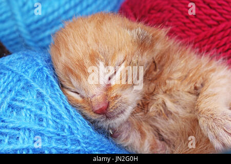 New born baby cat sleeping. Cute beautiful little few days old orange cream color kitten. Stock Photo
