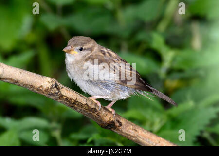 Juvenile house sparrow (Passer domesticus) perched on a twig, Dorset, UK Stock Photo