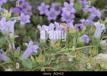Glockenblume, Campanula orphanidea, bellflower Stock Photo