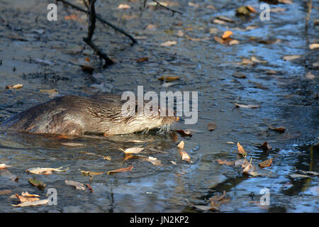 Eurasian otter (Lutra lutra) - under the ice Stock Photo