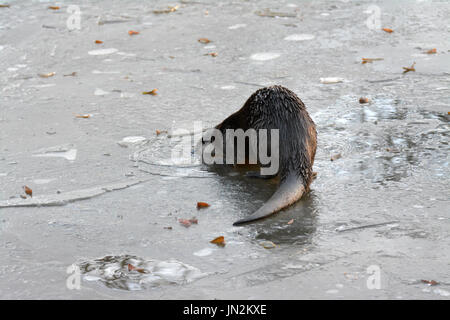 Eurasian otter (Lutra lutra) - under the ice Stock Photo