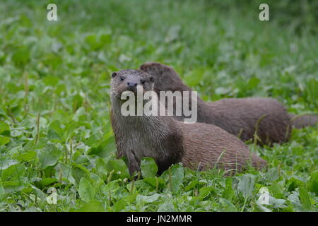 Eurasian otter (Lutra lutra) - two young otters on land resting beside lake Stock Photo
