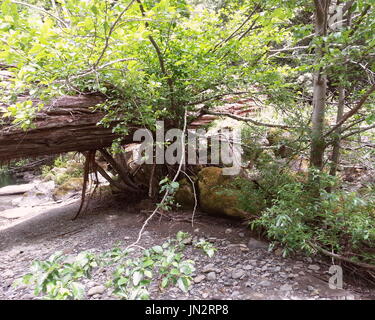 Fallen Tree Thats Still Alive Stock Photo