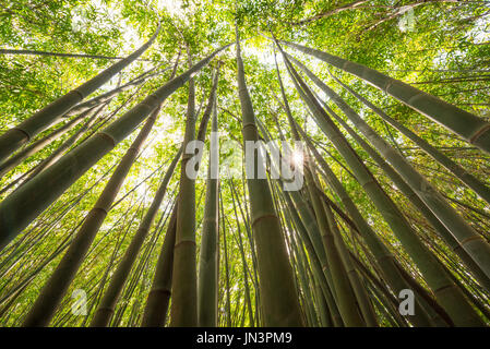 Sun shining through a bamboo forest, Chengdu, Sichuan Province, China Stock Photo