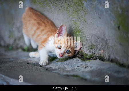 Ginger kitten lying down on the road and looking at the camera Stock Photo
