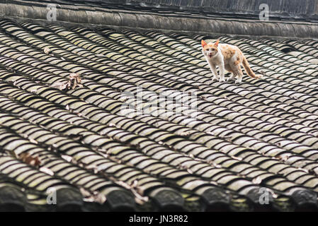 angry yellow cat on a chinese traditional roof Stock Photo