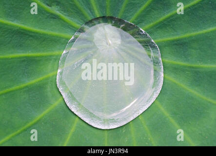 water drop on lotus leaf Stock Photo