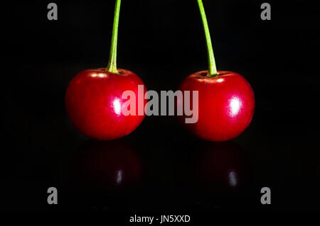 Red cherries on black isolated background at night. two cherries on a green branch Stock Photo