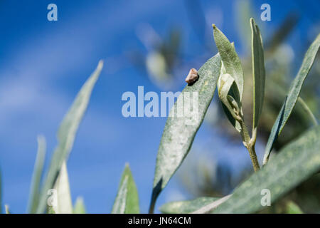 Olive trees infected by the dreaded bacteria called Xylella fastidiosa, is known in Europe as the ebola of the olive tree, Jaen, Andalucia, Spain Stock Photo