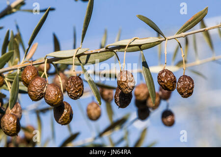 Olive trees infected by the dreaded bacteria called Xylella fastidiosa, is known in Europe as the ebola of the olive tree, Jaen, Andalucia, Spain Stock Photo