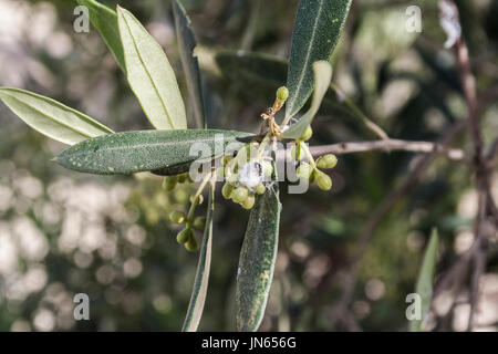 Olive trees infected by the dreaded bacteria called Xylella fastidiosa, is known in Europe as the ebola of the olive tree, Jaen, Andalucia, Spain Stock Photo