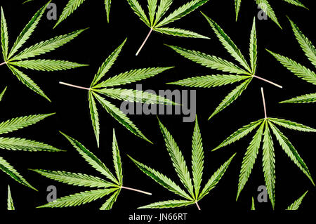 Cannabis leaf isolated on a black background.. Cannabis Texture Marijuana Leaf Pile Background Stock Photo