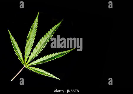 isolated single cannabis leaf on black background Stock Photo