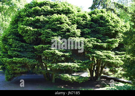 Large trees outside in park with walking paths Stock Photo