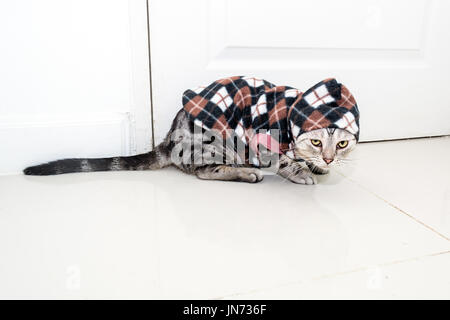 Cute American shorthair cat wearing shirt with hood and standing