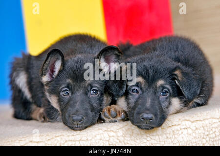 Two sleepy German Shepherd puppies , few week old, together on blanket Stock Photo