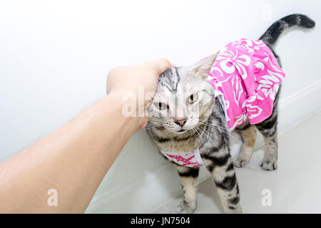 Cute American shorthair cat wearing shirt with hood and standing