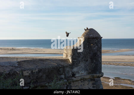 Pigeon landing on the Cacela Velha fortress wall, overlooking the beach and sea beyond. Stock Photo