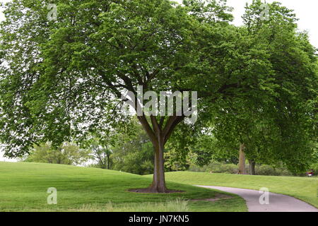 Large trees outside in park with walking paths Stock Photo