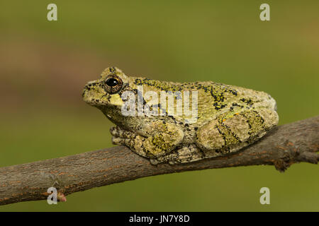 A green northern gray tree frog resting on a branch - Hyla versicolor Stock Photo