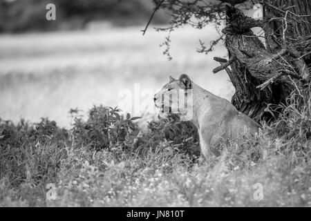 Side profile of a Lioness in the high grass in black and white in the Central Kalahari, Botswana. Stock Photo
