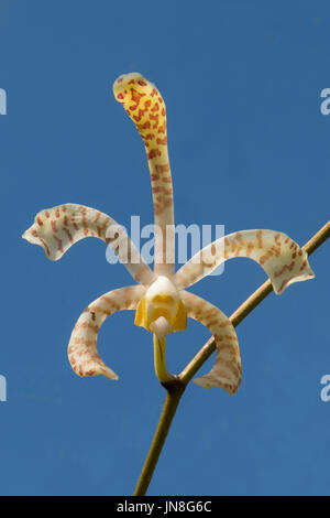 Dendrobium Avril's Gold in Paronella Park, near Innisfail, Queensland, Australia Stock Photo