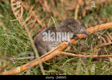 A shrew or Sorex araneus propped up on bracken at an area in Surrey hills UK. It had very recently died as warm and soft maybe dropped by a predator. Stock Photo