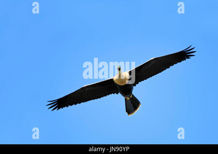 Amerikanischer Schlangenhalsvogel, Florida, USA / (Anhinga anhinga) | Anhinga, Florida, USA / (Anhinga anhinga) / American Darter Stock Photo